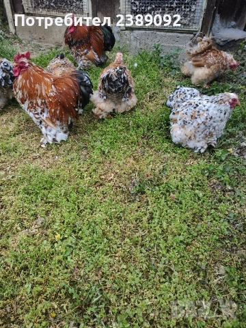 Мини кохин порцелан , снимка 4 - други­ - 54170142