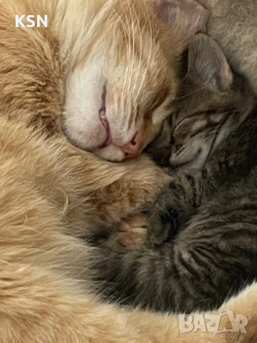 Котенце , снимка 8 - Други - 54705843