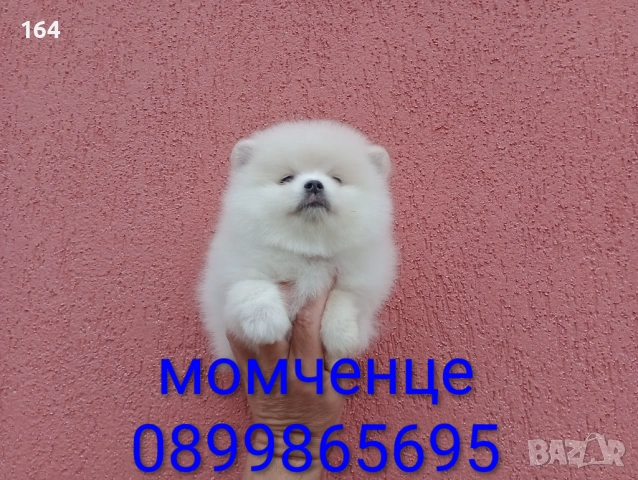 Мъжки  Померан. Реални снимки от 24.05.26 г., снимка 5 - Померан - 54648912