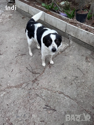 Подарявам женско куче на година, снимка 3 - Други - 53861696