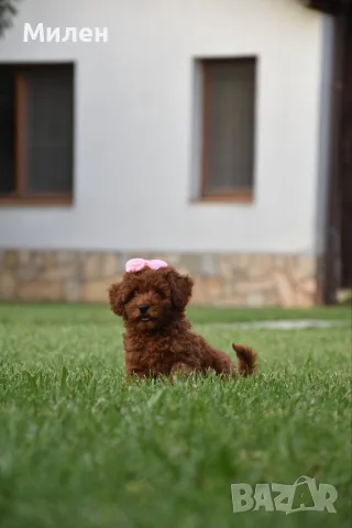 Той пудел Toy poodle