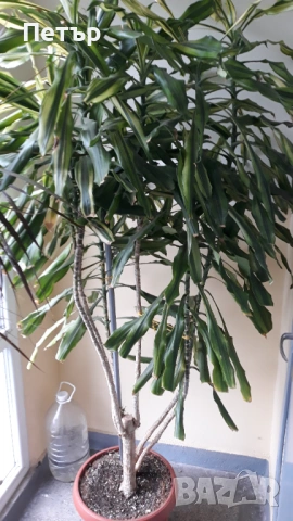 Предлагам огромна 2 метра висока !  Dracaena fragrans, снимка 2 - Стайни растения - 54781576