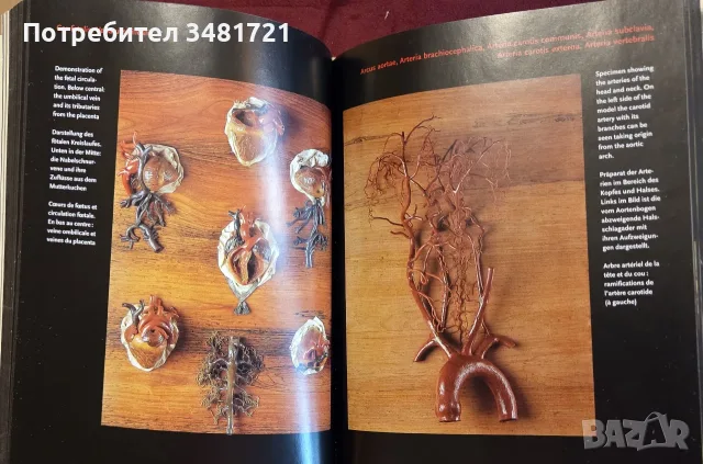 Encyclopaedia Аnatomica, снимка 11 - Специализирана литература - 55361424