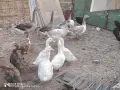 гъски патици юрдечки , снимка 2