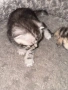 Шотландски котенца, снимка 4