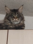 Уникални котенца Мейн кун , снимка 11