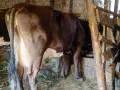 3 млечни кравии, снимка 2