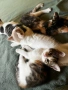 Подарявам котенца, снимка 8