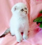 Шотландско мъжко Скоттиш Фолд , снимка 10