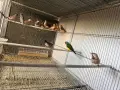 Различни видове амадини, снимка 1