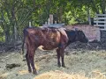 Продавам крави, юници и телета, снимка 18