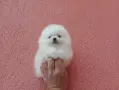 Мъжки Померан. Реални снимки !!!, снимка 2