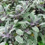 Шарена Салвия, Salvia officinalis, многогодишна, снимка 5