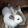 Продавам зайчета, снимка 3
