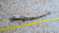 Нож, кама, кинжал, туарегски нож, снимка 1