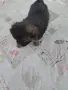 Продавам малки сладури, снимка 2