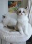 Ragdoll рагдол/регдол  котe , снимка 1