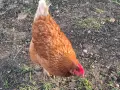 Иса Браун на една година, 6 бр. в повече, снимка 3
