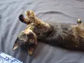 Бездомно женско коте, снимка 1