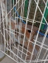 Решетки за прозорци от железо, снимка 3