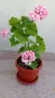 Сортово мушкато Pelargonium Appleblossom rosebud, снимка 1