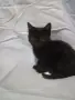 Три котенца ТАБИ, снимка 2