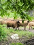 Продавам Овце и Агнета, снимка 8