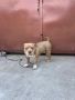 American Pitbull Bully , снимка 1