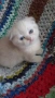 Шотландски котенца , снимка 5