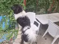 Каракачанско куче, снимка 8