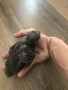 ръчно хранен папагал Еклектус, снимка 5