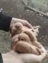 Свободни гъбати пощенски гълъби млади и стари двойки, снимка 2