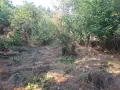 Продажба имот в село Мировци, снимка 5