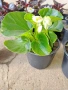 Градинска бегония , снимка 4