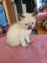 Мъжко сиамско коте, снимка 15