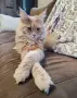 Котенца Мейн Куун , снимка 13