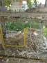 Продавам млади смеещи се гугутки (скумрудки,скумрийки), снимка 6
