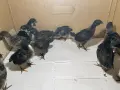Пилета шведски исабар  и великденска носачка , снимка 9