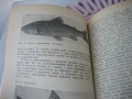 За младия ловец и риболовец, снимка 4