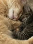 Котенце , снимка 8
