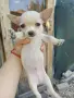 мъжки чихуахуа търсят своя нов дом, снимка 4