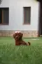 Той пудел Toy poodle, снимка 1