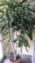 Предлагам огромна 2 метра висока !  Dracaena fragrans, снимка 2