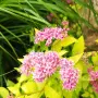 Японска спирея Голден принцес, Spiraea japonica Golden princess, снимка 2