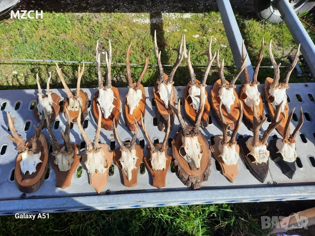 Трофей от сърндак. 