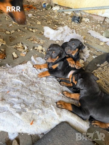 Доберман на 3 месеца ваксина и паспорт doberman