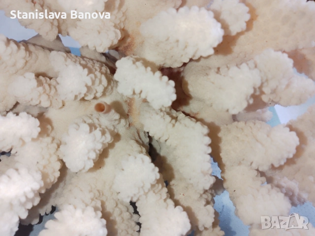 Бял корал, снимка 8 - Други - 54079779