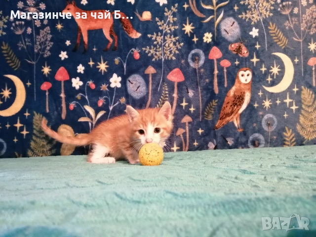 Коте за осиновяване, снимка 5 - Други - 54978668