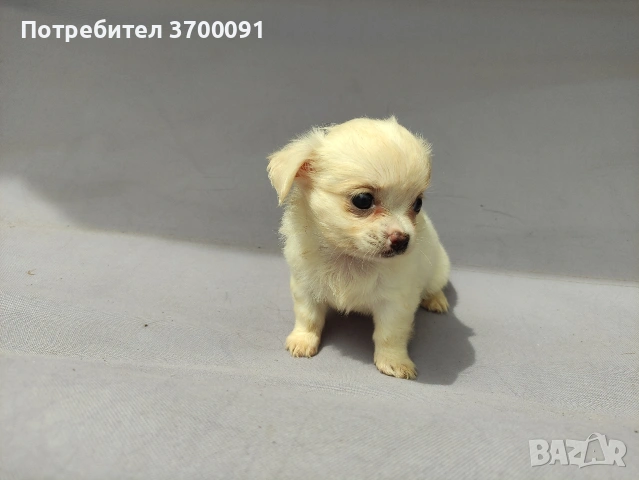 чихуахуа , снимка 9 - Чихуахуа - 54589553
