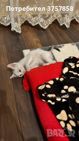  Мъжко коте, снимка 3 - Други - 54383344